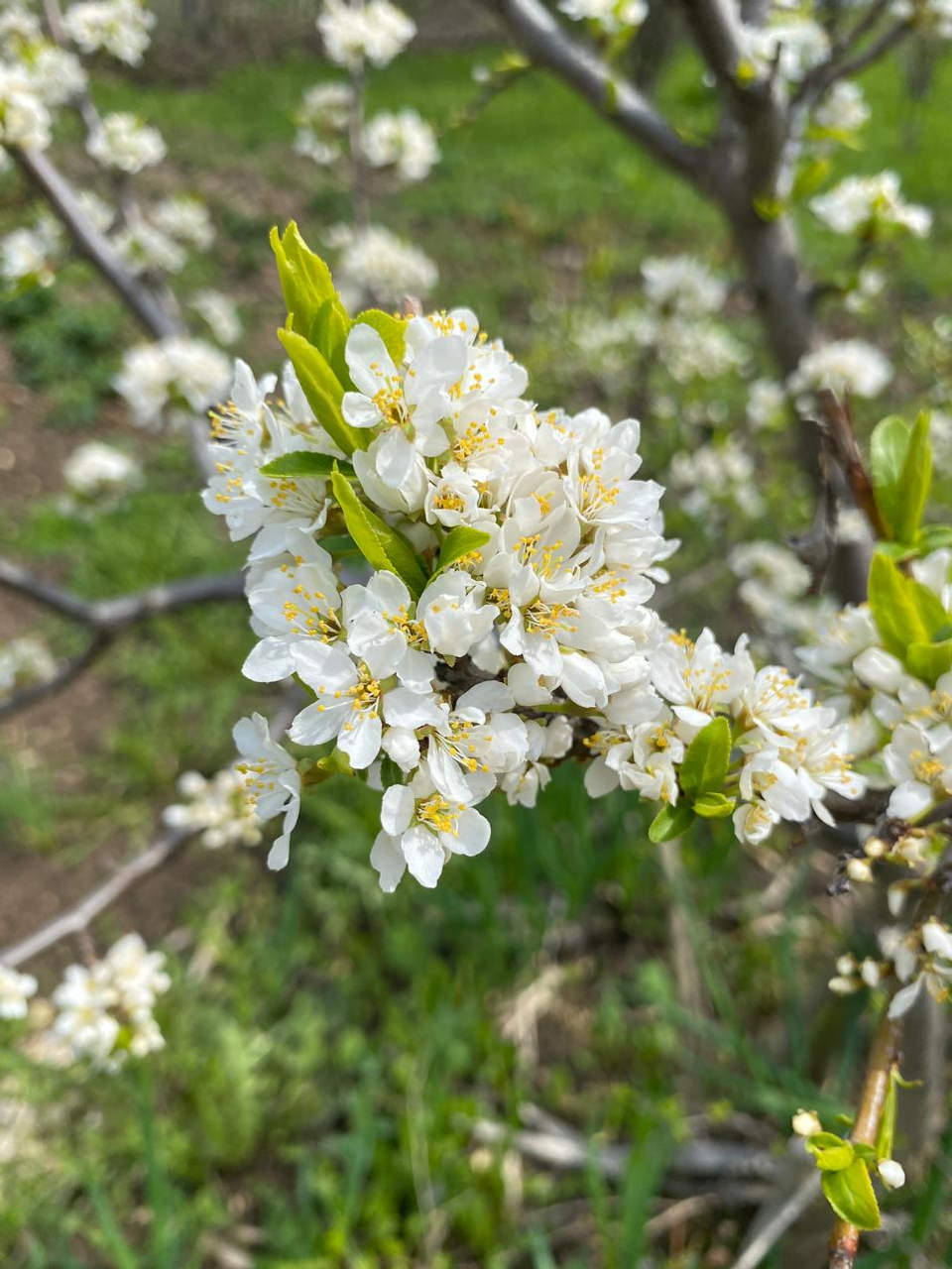 Аномальное лето ждет Башкирию