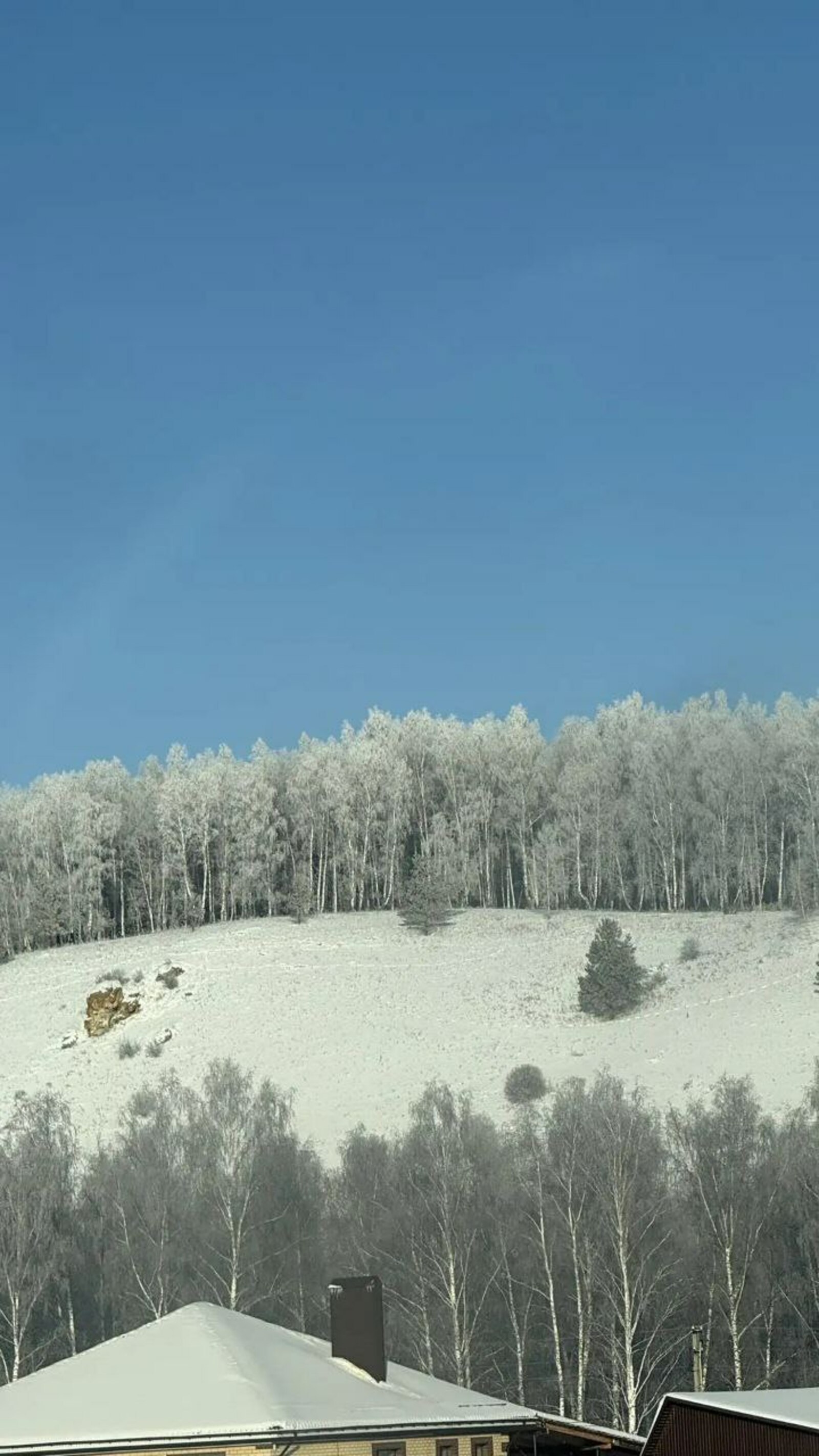 В Башкирии сноубордист подвергся нападению медведя