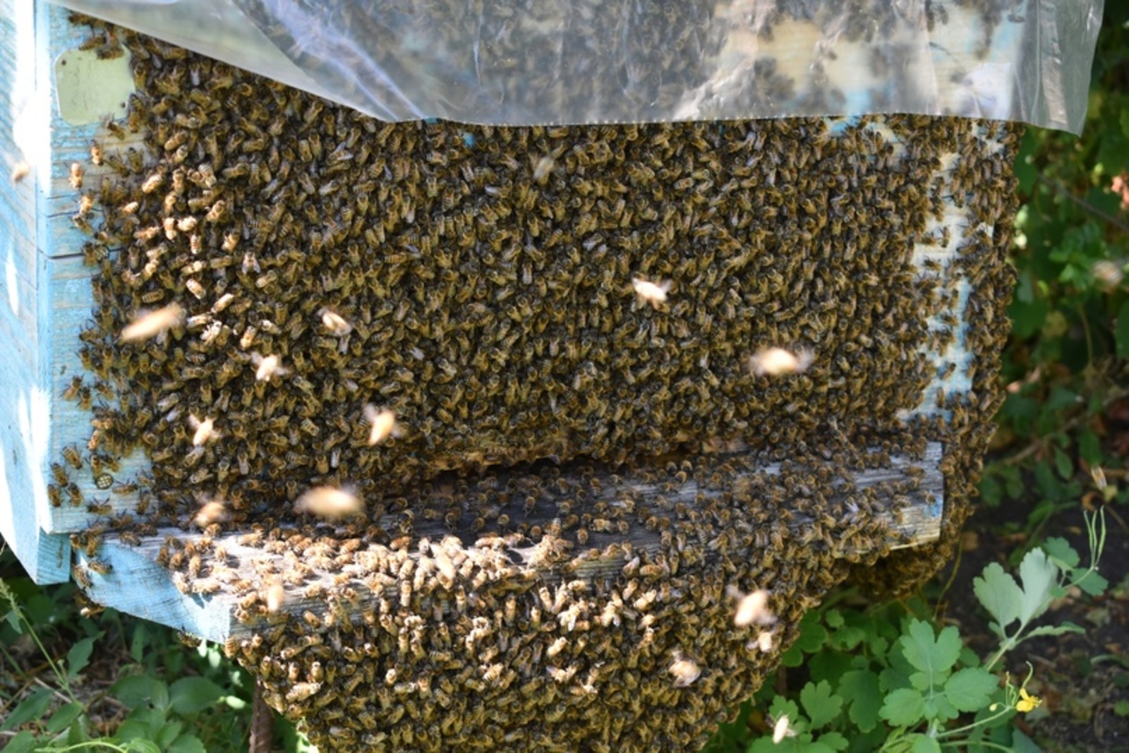 В Башкирии поддержан законопроект о защите пчел от химикатов