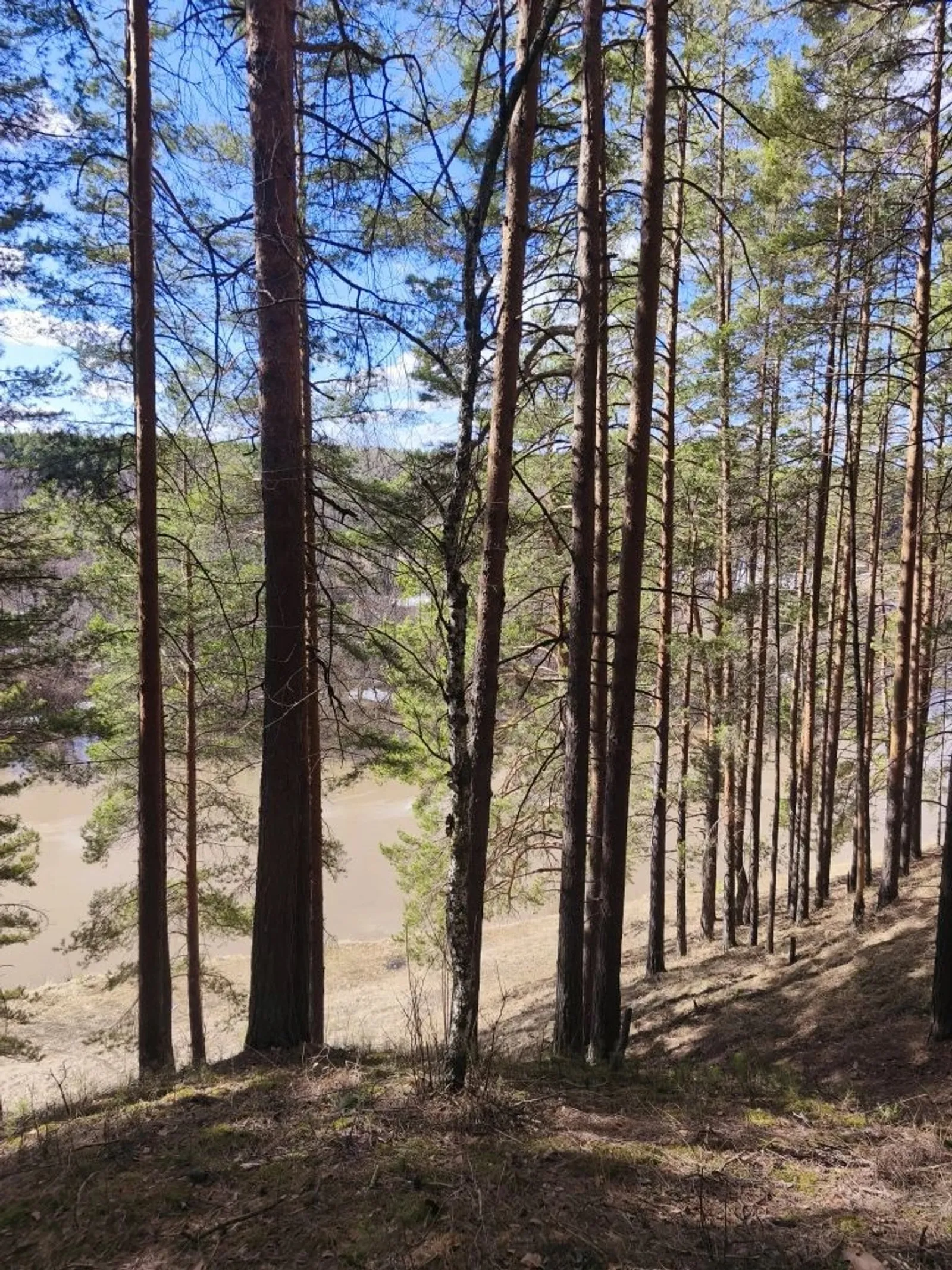 В Башкирии охотники могут получить до 50 тысяч рублей за добычу диких животных