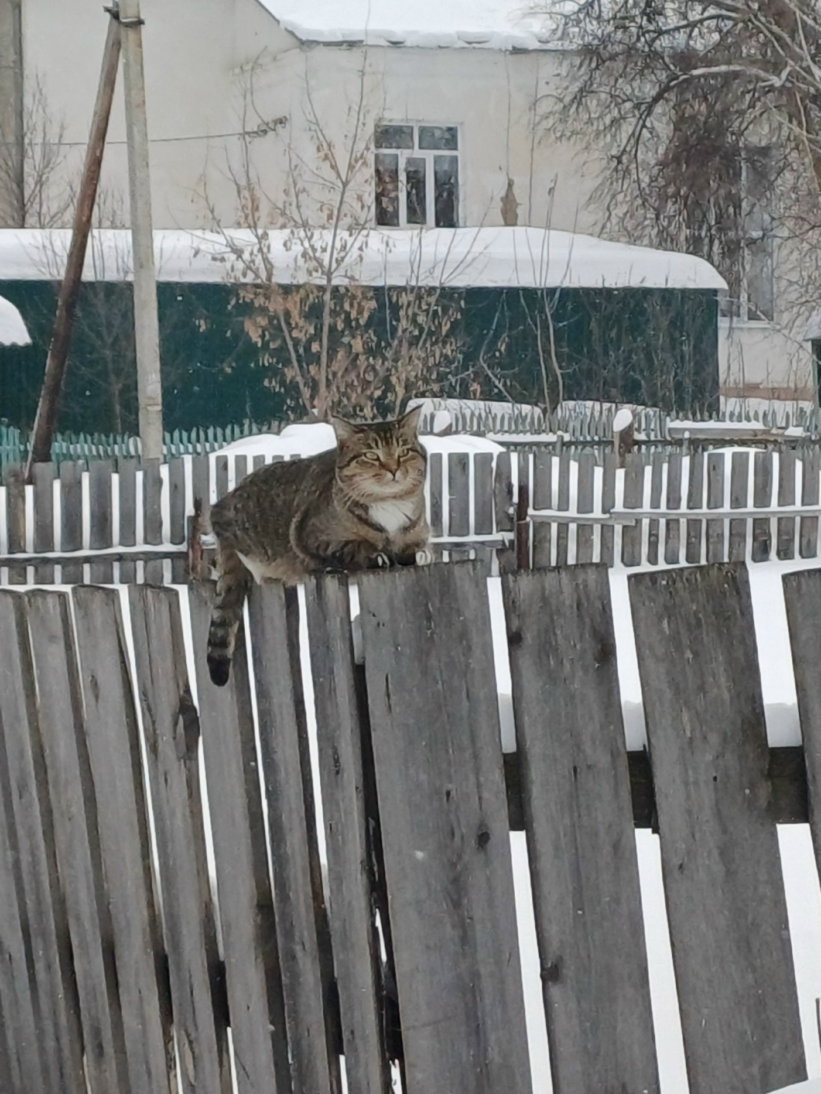 Карантин из-за бешенства в двух районах Башкирии