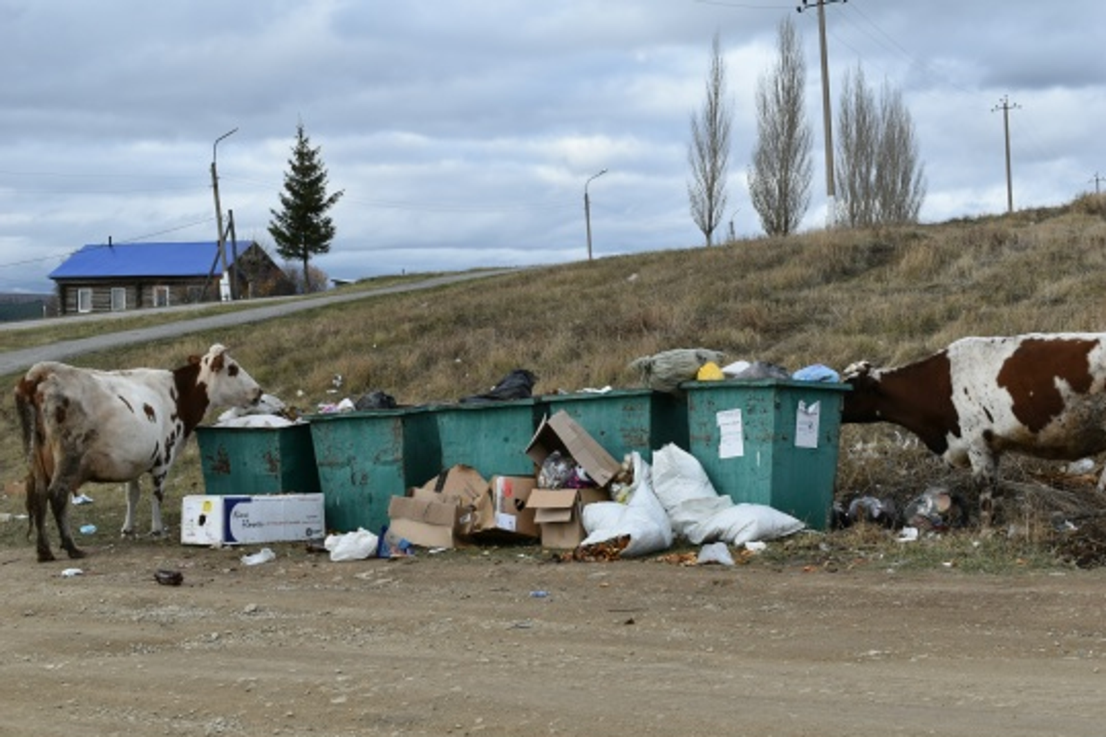 В Башкирии мужчина обнаружил в желудке коровы кошелек с деньгами
