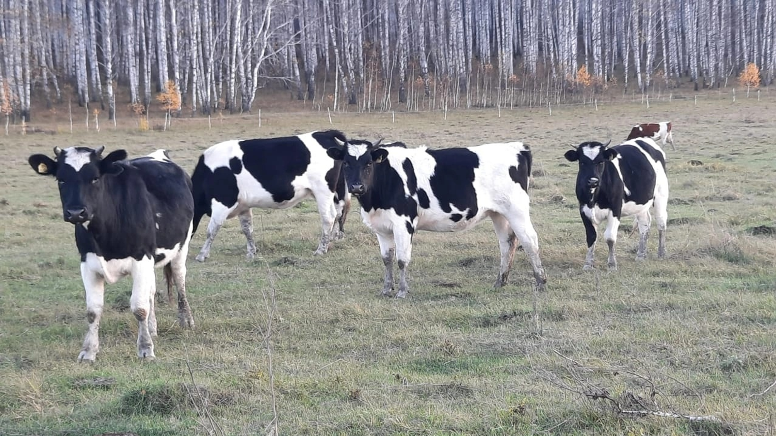 Архив "Мечетлинская жизнь"