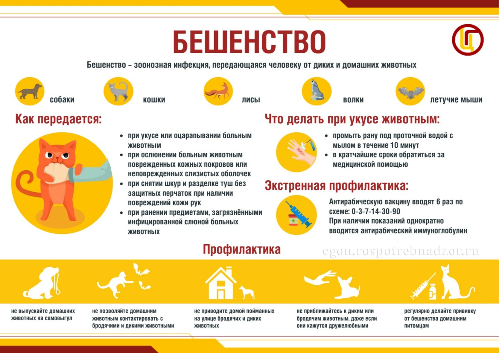 В Роспотребнадзоре рассказали, как защититься от бешенства